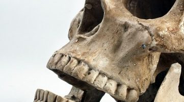 Prehistoryczne zęby