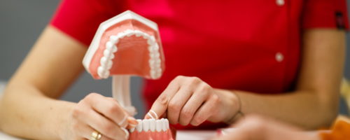 Jak zbudowany jest ząb?